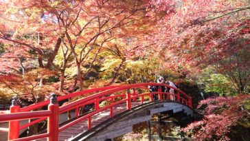 日本の美！紅葉狩り特集